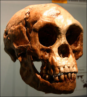 20120205-Homo_floresiensis 4.jpg